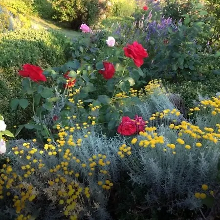 Surrounded By Garden
