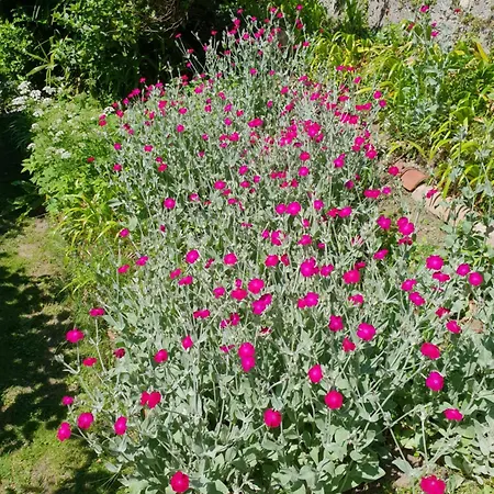 Surrounded By Garden Bellano
